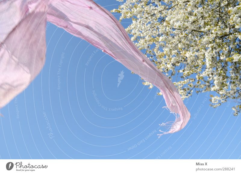 How long till spring??? Spring Tree Blossom Cloth Scarf Pink Moody Joie de vivre (Vitality) Ease Freedom Spring colours Spring day Cherry tree Rag Neckerchief