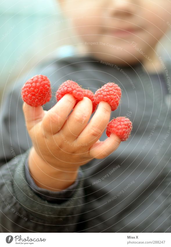 raspberry fingers Food Fruit Nutrition Eating Human being Child Toddler Hand Fingers 1 1 - 3 years 3 - 8 years Infancy Delicious Cute Sweet Pink Raspberry
