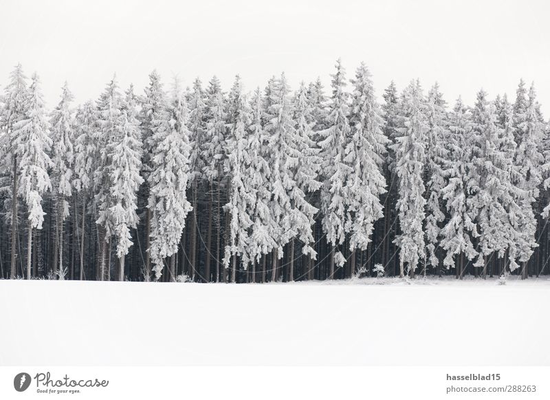 Winter in Thuringia 5 Relaxation Calm Mountain Landscape Plant Snow Snowfall Field Forest Cold Fir tree Spruce Fairy tale Enchanted forest Subdued colour