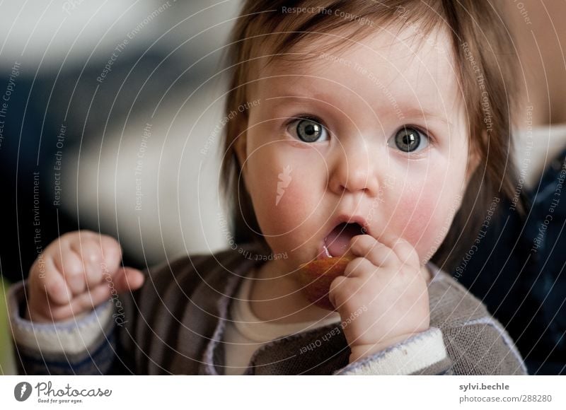 Toddler discovers the world, eating apple Food Fruit Apple Nutrition Eating Organic produce Vegetarian diet Finger food Healthy Healthy Eating