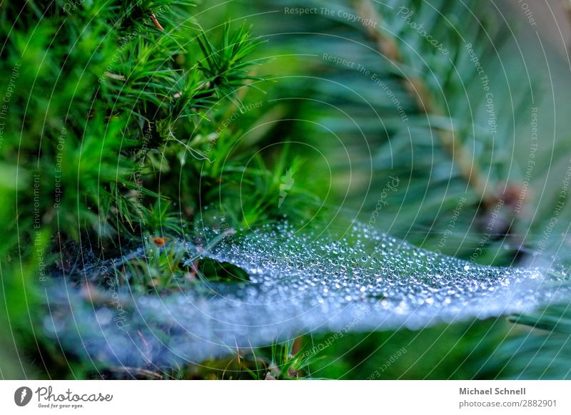 Dew drops in the spider's web Environment Nature Plant Water Drops of water Spring Authentic Glittering Sustainability Wet Natural Green Ease Calm Fragile