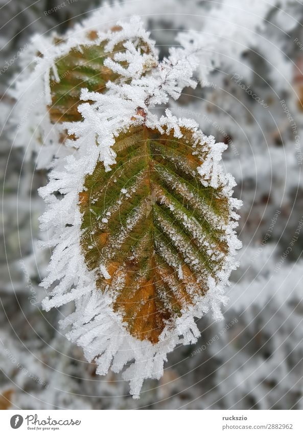 Hoarfrost; Bookblaet, beech Winter Nature Plant Animal Tree Leaf Cold Hoar frost Beech leaf Beech tree winter impression Mature wheeled Impression Ice hoarfrost