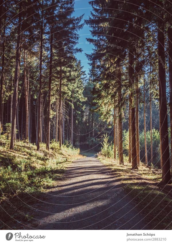 Forest path with light and shadow Environment Nature Landscape Esthetic Beautiful forest bath Tree Coniferous trees Footpath Lanes & trails To go for a walk
