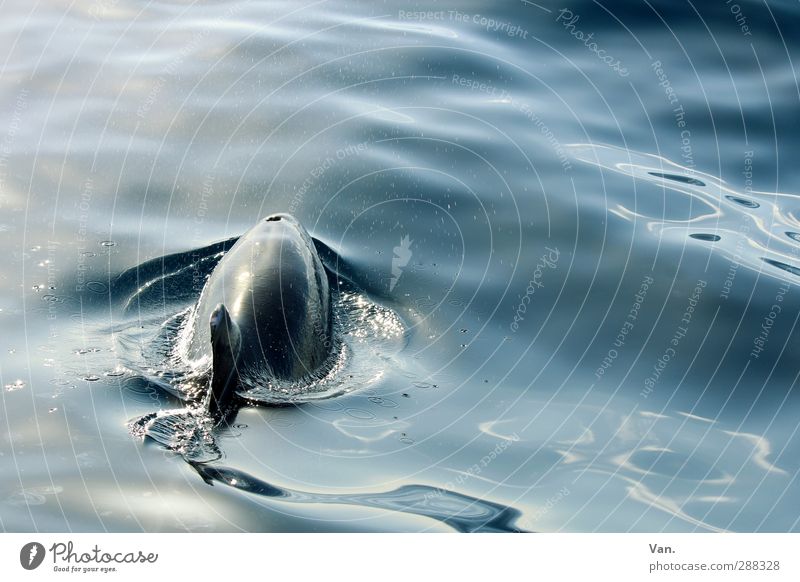 pinball Nature Animal Water Waves Ocean Atlantic Ocean Wild animal Dolphin Fin 1 Swimming & Bathing Colour photo Subdued colour Exterior shot Deserted Day
