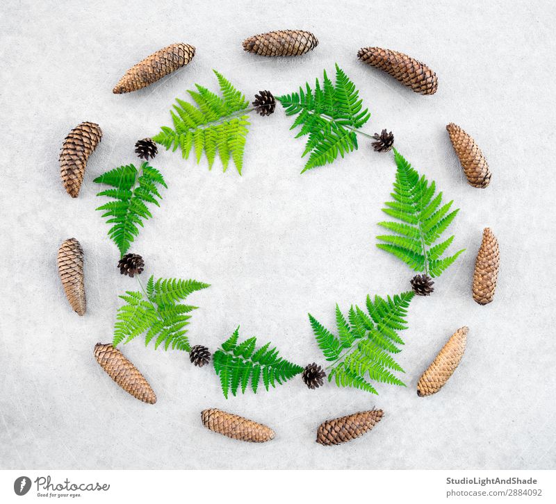 Round frame made of conifer cones and wild forest fern Design Summer Nature Plant Leaf Forest Stone Concrete Modern Natural Wild Gray Green Colour border