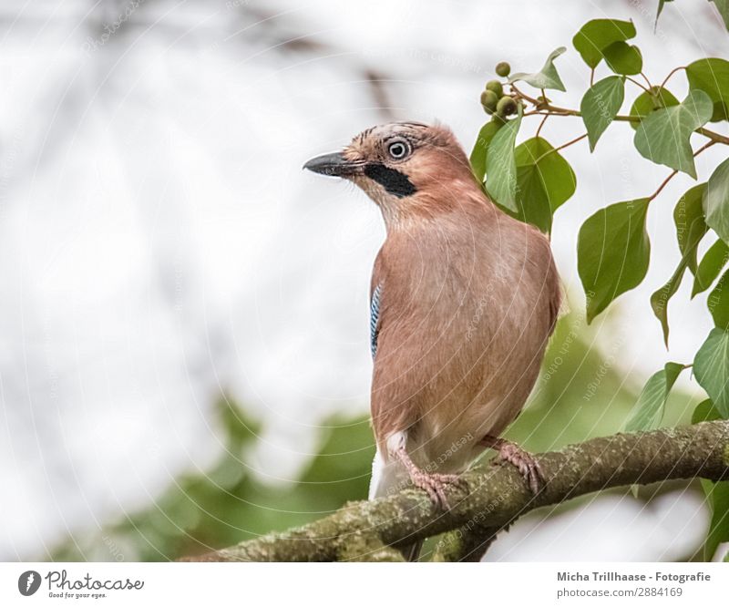 Attentive Jay Nature Animal Sky Sunlight Beautiful weather Tree Leaf Twigs and branches Wild animal Bird Animal face Wing Claw Beak Eyes Plumed Feather 1