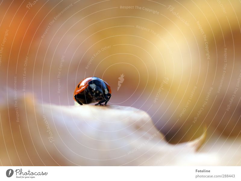 I'll be lucky! Environment Nature Plant Animal Autumn Leaf Beetle 1 Bright Small Near Natural Red Black Ladybird Autumnal Autumn leaves Crawl Colour photo