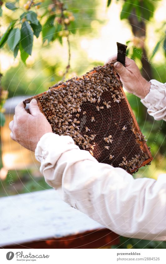 Beekeeper working in apiary Summer Work and employment Human being Man Adults Nature Animal Draw Natural agriculture Apiary apiculture bee yard bee-garden