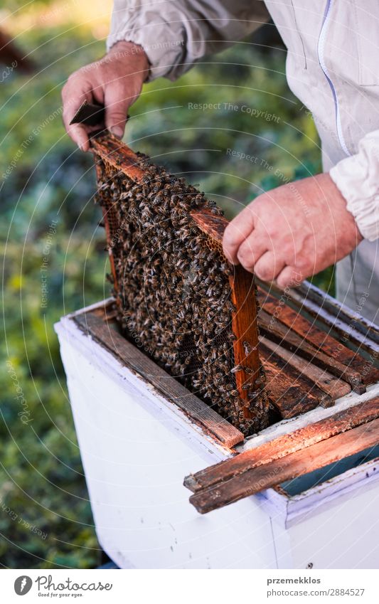 Beekeeper working in apiary Summer Work and employment Human being Man Adults Nature Animal Draw Natural agriculture Apiary apiculture bee yard bee-garden