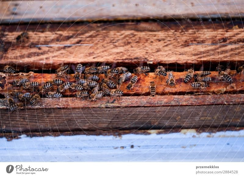 Bees sitting on hive Summer Work and employment Human being Man Adults Nature Animal Draw Natural agriculture Apiary apiculture bee yard bee-garden Bee-keeper