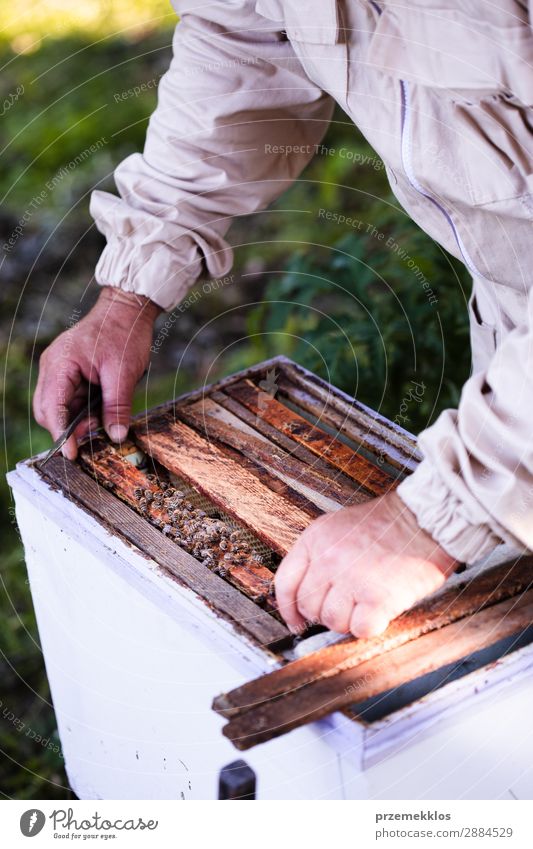 Beekeeper working in apiary Summer Work and employment Human being Man Adults Nature Animal Draw Natural agriculture Apiary apiculture bee yard bee-garden