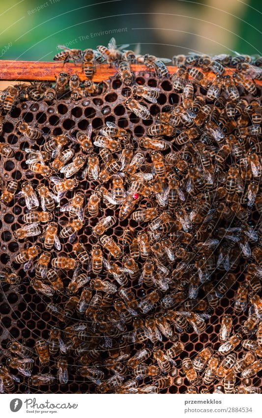 Bee hive sitting on honeycomb Summer Work and employment Human being Man Adults Nature Animal Draw Natural agriculture Apiary apiculture bee yard bee-garden