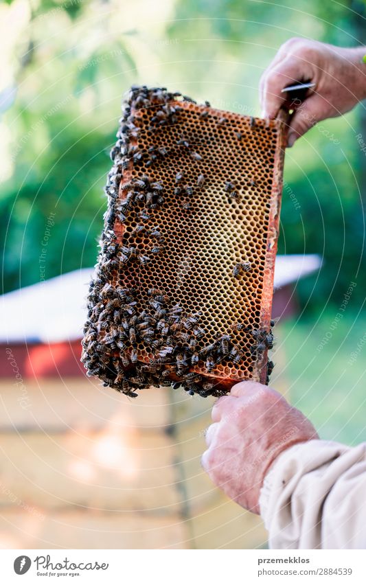 Beekeeper working in apiary Summer Work and employment Human being Man Adults Nature Animal Draw Natural agriculture Apiary apiculture bee yard bee-garden