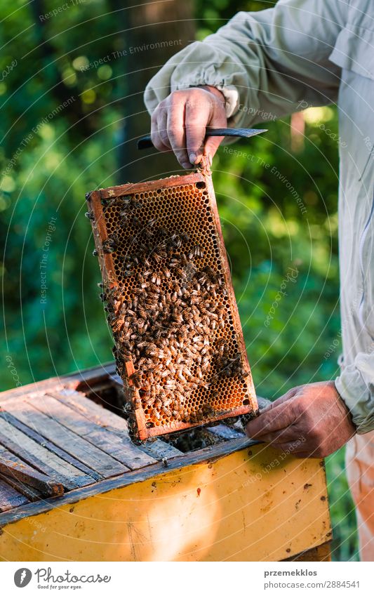 Beekeeper working in apiary Summer Work and employment Human being Man Adults Nature Animal Draw Natural agriculture Apiary apiculture bee yard bee-garden