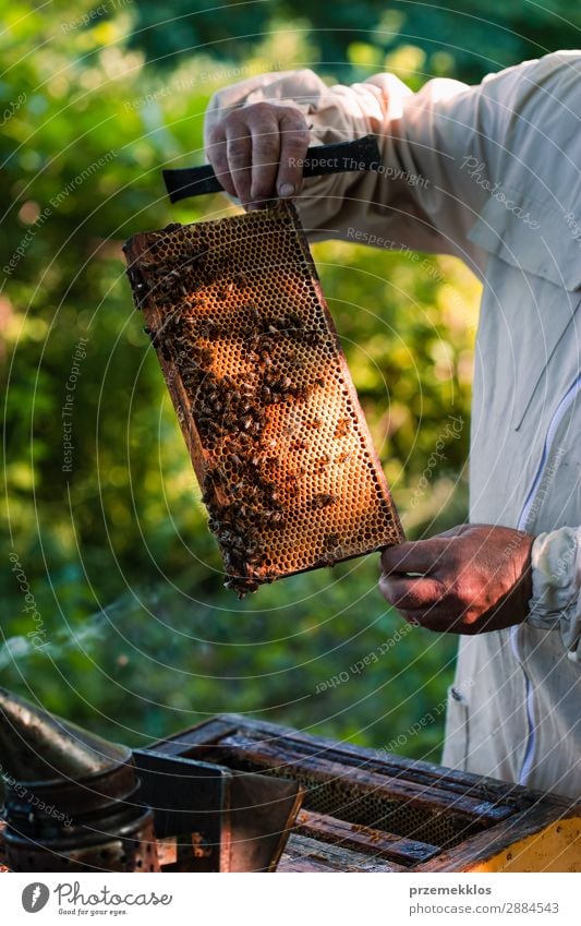 Beekeeper working in apiary Summer Work and employment Human being Man Adults Nature Animal Draw Natural agriculture Apiary apiculture bee yard bee-garden