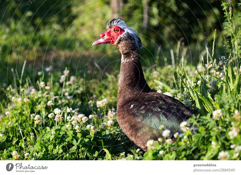 Drake standing in the grass Life Man Adults Nature Animal Grass Bird Wild Brown duck one wildlife Colour photo Exterior shot