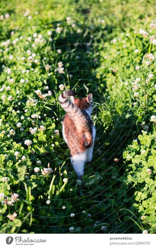 Rear view of cat walking through grass in the garden Beautiful Life Nature Animal Grass Pet Cat Funny Cute Gray Green Delightful Domestic furry Kitten