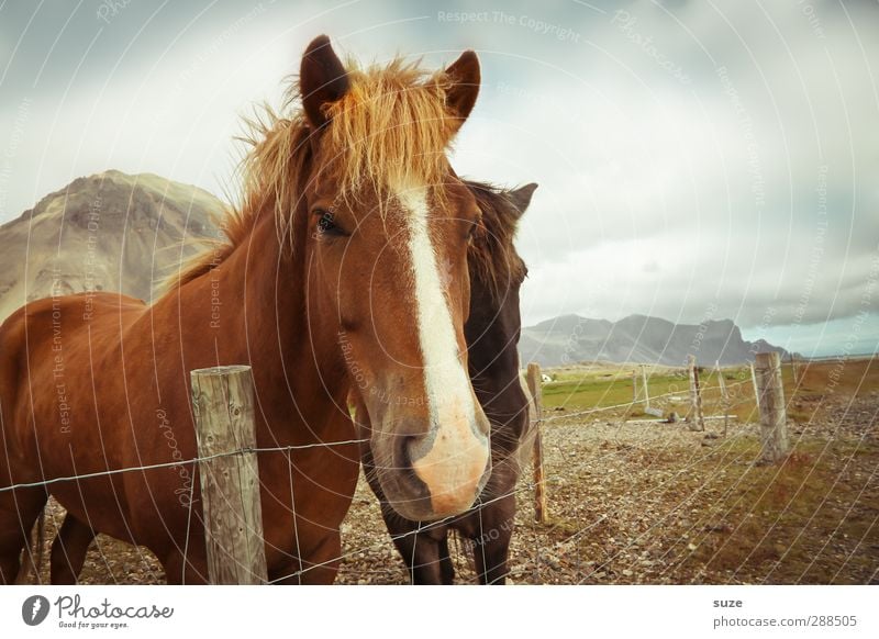 onlookers Environment Nature Animal Sky Clouds Beautiful weather Farm animal Horse Animal face 2 Pair of animals Friendliness Natural Curiosity Cute Brown Mane