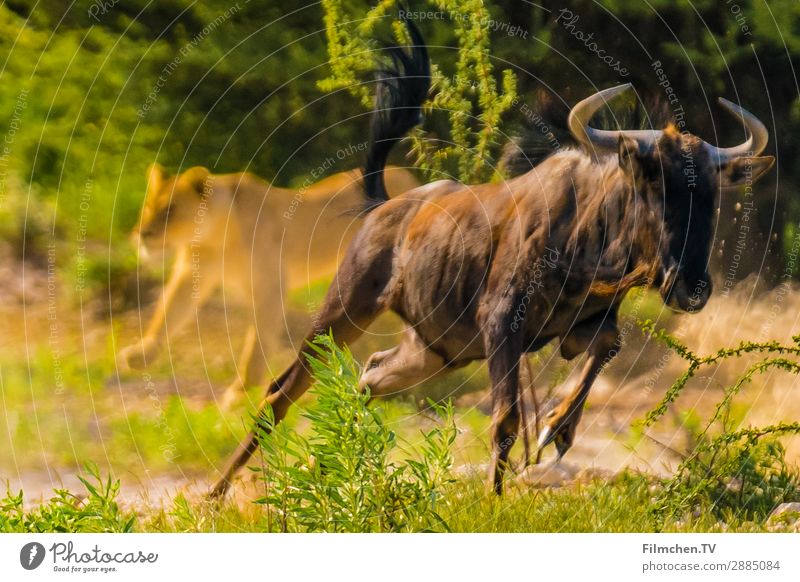 lion hunting Wild animal Lion Gnu Fear Adventure Speed Africa Etosha pan Namibia Colour photo Exterior shot Copy Space left Copy Space right Copy Space top