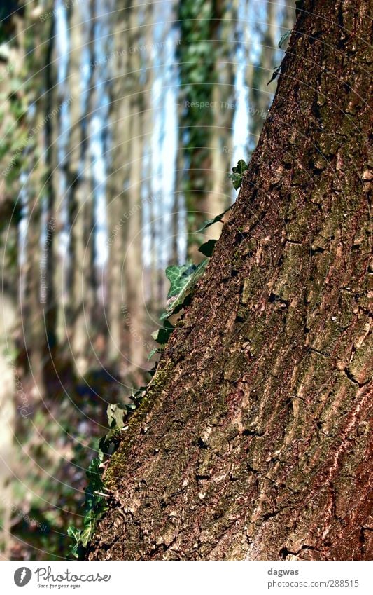 left ajar Environment Nature Landscape Plant Elements Spring Beautiful weather Tree Bushes Leaf Ivy Forest heath landscape Heathland Old Esthetic Natural Blue