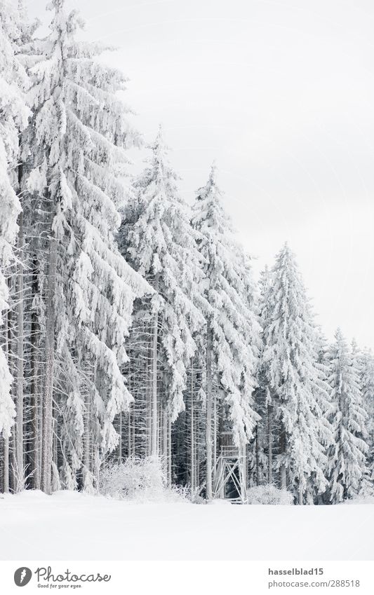 Thuringian Winter Forest Wellness Contentment Relaxation Calm Leisure and hobbies Far-off places Snow Environment Nature Climate change Snowfall Tree Field