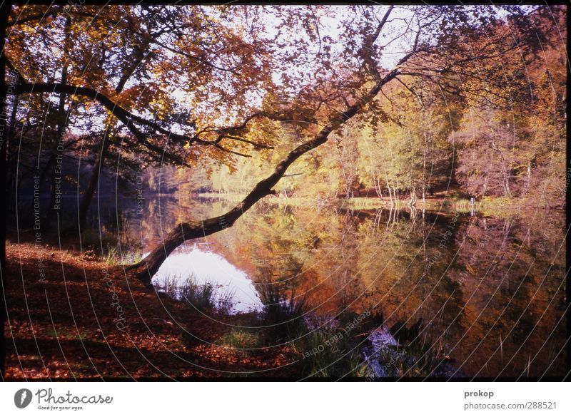 autumn picture Environment Nature Landscape Plant Water Sky Clouds Autumn Beautiful weather Tree Forest Coast Lakeside Bog Marsh Pond liepnitzsee Fresh Natural