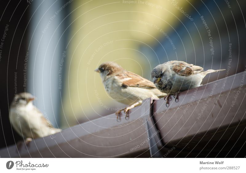 threaded Nature Animal Eaves Bird Sparrow barrier ring 3 Group of animals Communicate Sit Cute Brave Subdued colour Exterior shot Shallow depth of field