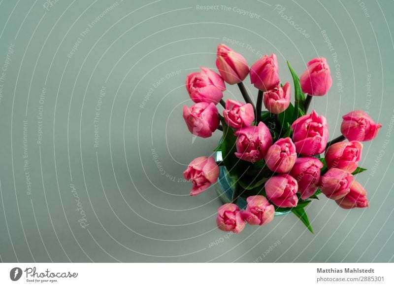 Tulips in a vase from above Environment Nature Plant Spring Blossom Blossoming Fragrance Happiness Natural Beautiful Blue Pink Spring fever Colour Colour photo