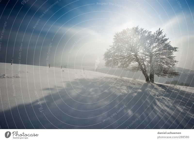 freezing cold Vacation & Travel Winter Snow Winter vacation Climate Wind Ice Frost Tree Bright Blue White Black Forest Subdued colour Deserted Copy Space left