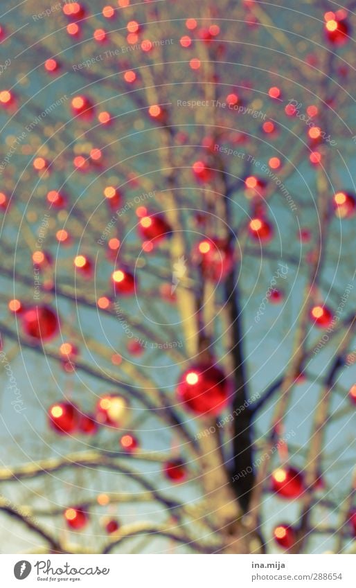 Christmas tree Feasts & Celebrations Christmas & Advent Autumn Winter Tree Blue Red Glitter Ball Bubble Point Spotted Christmas Fair Point of light Branch