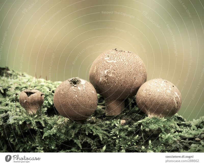 Old Friends Nature Plant Autumn Moss Mushroom Puff-ball Forest Sphere Esthetic Dark Exotic Near Natural Brown Green Trust Sympathy Friendship Solidarity Serene