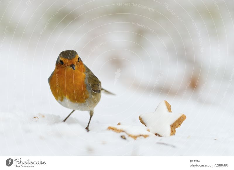 Robin Environment Nature Animal Snow Wild animal Bird 1 Brown Red Robin redbreast Christmas & Advent Winter Star cinnamon biscuit Songbirds Colour photo