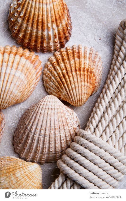 Seashells sheashell Cardiidae rope board cockle empty souvenir holiday beach Colour photo Mussel shell ropes dekoration Line Structures and shapes Summer Nature