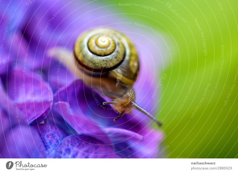 snail and hydrangea Summer Environment Nature Spring Flower Blossom Agricultural crop Hydrangea Garden Park Meadow Animal Wild animal Snail 1 Observe Crawl