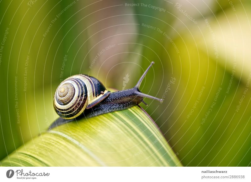 small snail on the leaf Summer Environment Animal Grass Leaf Garden Park Meadow Wild animal Snail whip snail 1 Baby animal Observe To feed Crawl Cute Slimy