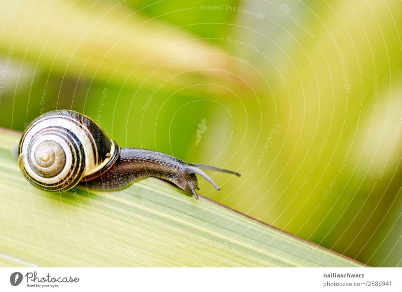 Garden snail on the leaf Summer Environment Nature Plant Animal Spring Grass Leaf Foliage plant Park Meadow Snail 1 Baby animal Observe To feed To enjoy Crawl
