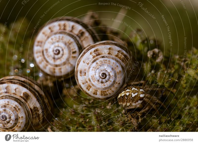 Snails on Moss Helicidae snail garden garden animal summer outside band banded yellow black tiny small pest slime slimy crawl crawling slow shell body cute