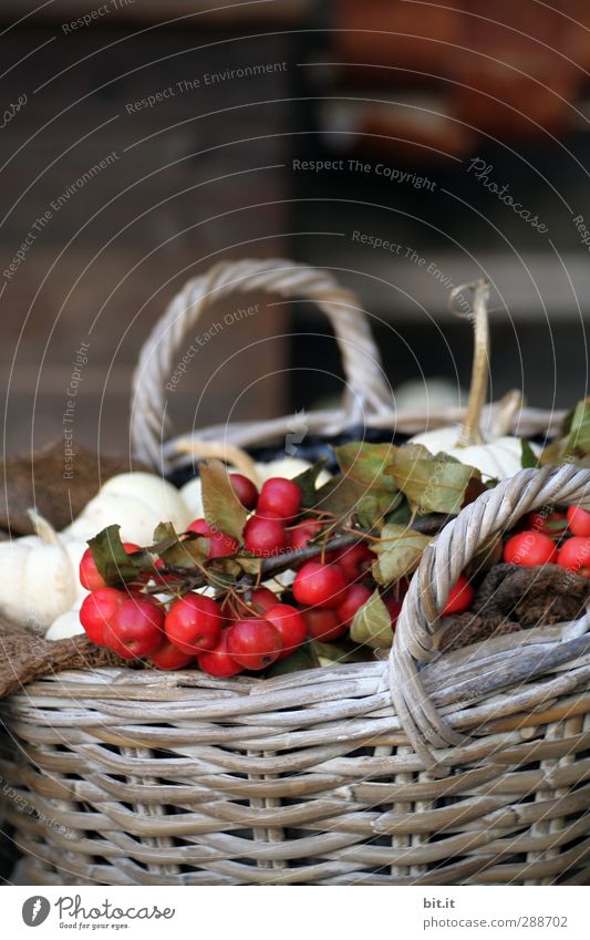 a basket full of autumn Harmonious Interior design Nature Plant Autumn Winter Garden Bowl Decoration Kitsch Odds and ends Beautiful Brown Red White Berries
