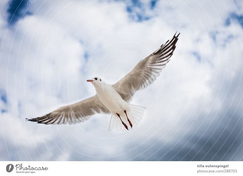 Comes a bird flown... Sky Clouds Wild animal Bird 1 Animal Flying Wing Seagull Hover Glide Colour photo Animal portrait