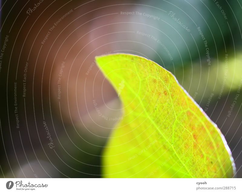 grand Nature Spring Autumn Plant Leaf Garden Park Illuminate Growth Dark Fresh Healthy Bright Cold Juicy Green Power Colour Ivy Wing Abstract Leaf green Energy