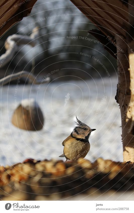 feeding place Animal Wild animal Bird 1 To feed Feeding Nature Birdhouse Crested Tit Winter Colour photo Exterior shot Close-up Deserted Copy Space top Day