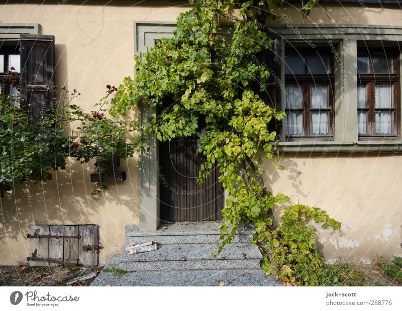 Idyll for late risers Ivy Franconia House (Residential Structure) Old building Facade Window Decoration Growth Exceptional naturally Acceptance Change Newspaper