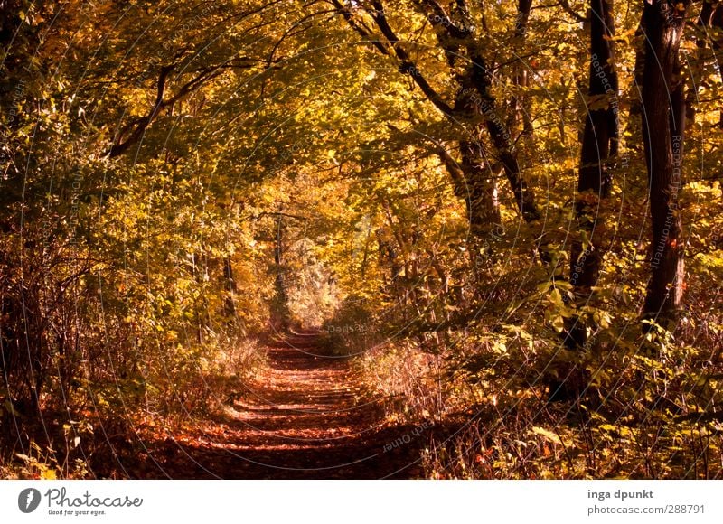 golden mean Environment Nature Landscape Autumn Tree Forest Transience Autumn leaves Autumnal Footpath Lanes & trails To go for a walk leaf fall Colour photo