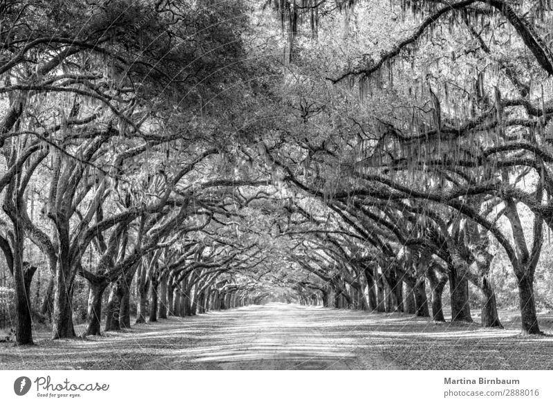 Wormsloe park, life oak tree alley, Savannah Vacation & Travel Summer Nature Park Esthetic Gigantic Power Protection Safety (feeling of) Infinity Georgia