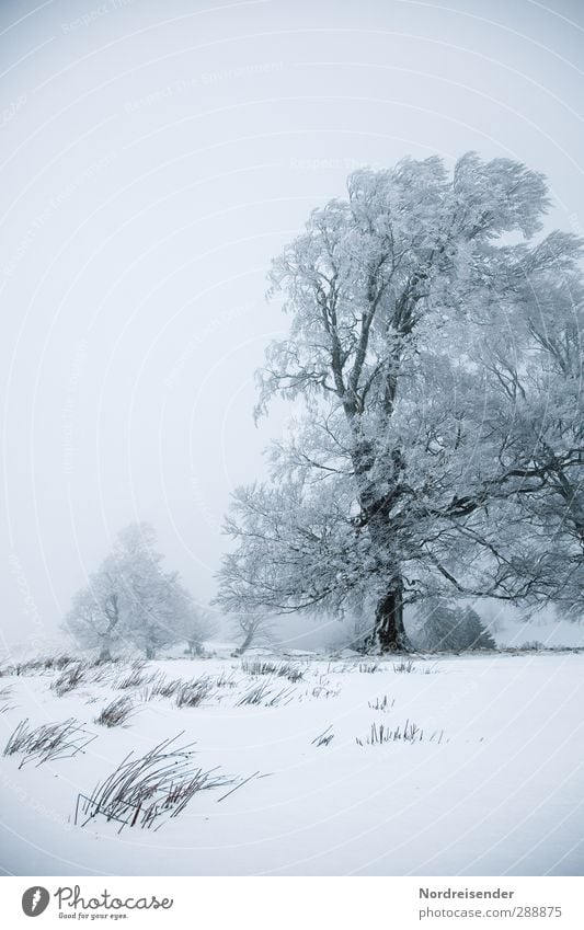 He was praised.... Life Calm Winter vacation Nature Landscape Plant Elements Climate Weather Wind Fog Ice Frost Snow Tree Meadow Freeze Old Healthy Cold Gloomy