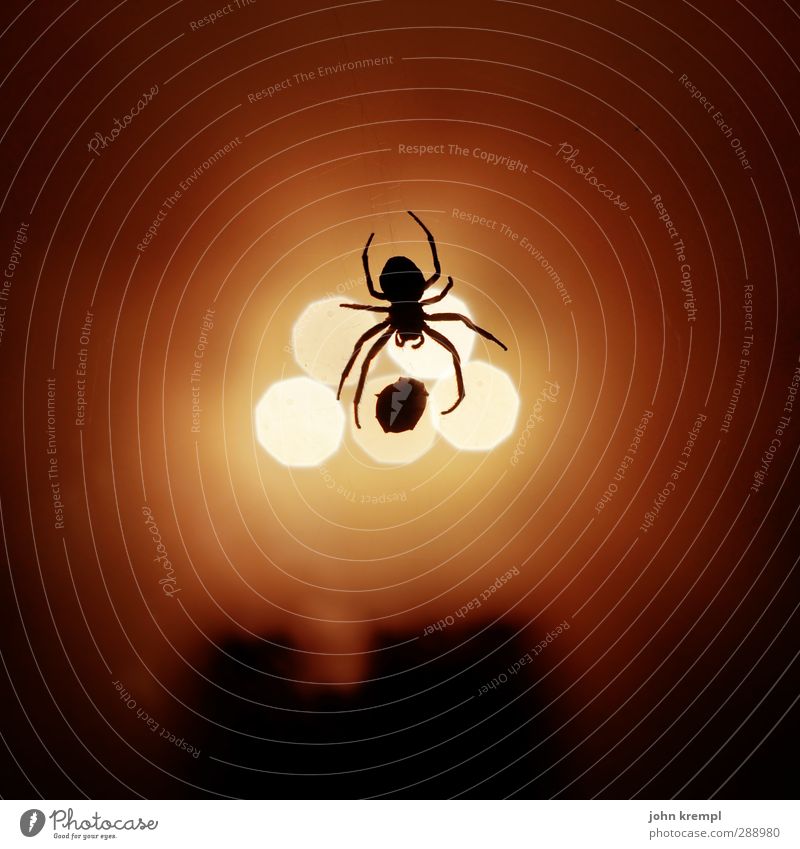 darned and woven on Animal Spider 1 To feed Hang Illuminate Disgust Creepy Hideous Yellow Orange Red Fear Bizarre Apocalyptic sentiment Threat Nature