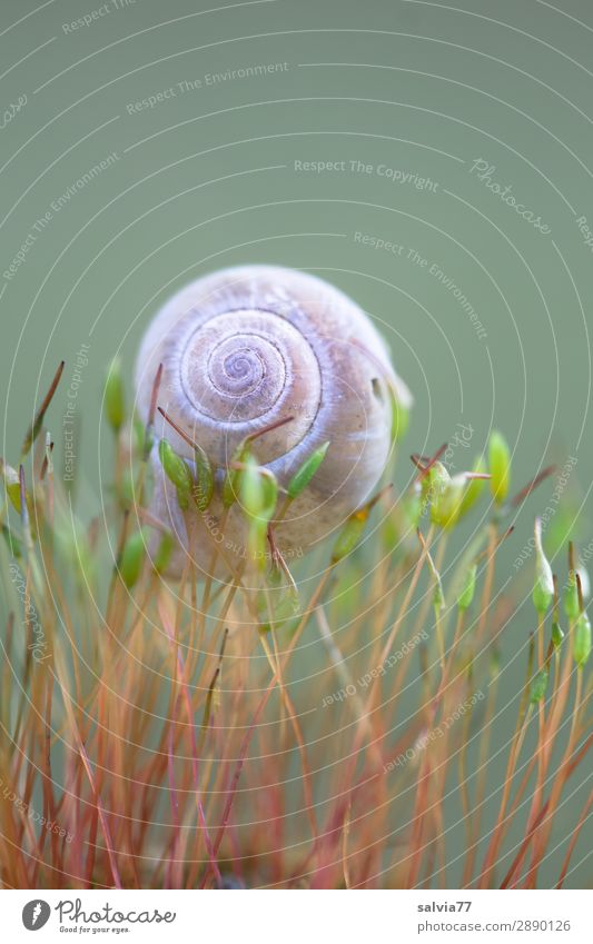 delicately worn Environment Nature Plant Moss Leaf Foliage plant Forest Animal Snail Snail shell 1 Carrying Small Above Ease Spiral Protection Colour photo