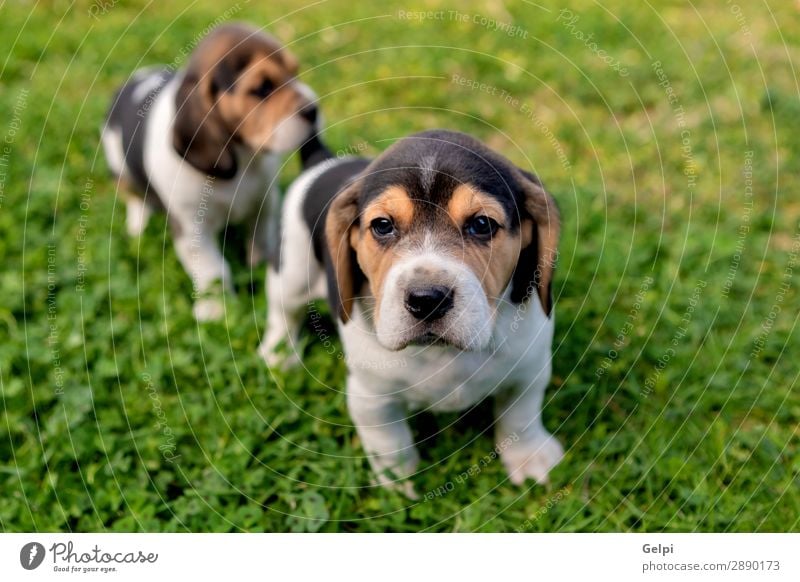 Beautiful beagle puppies on the green grass Garden Friendship Partner Nature Landscape Animal Grass Pet Dog Small Cute Crazy Brown White Obedient Energy Puppy