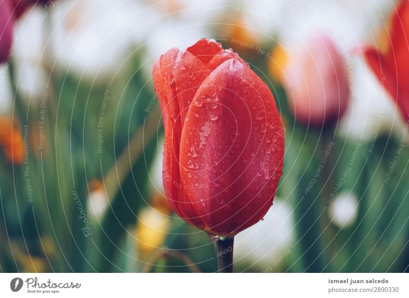 tulip flower plant in springtime Tulip Flower Red Blossom leave Plant Garden Floral Nature Decoration Romance Beauty Photography Fragile Fresh