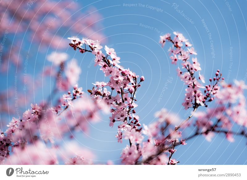 spring motif Nature Plant Sky Cloudless sky Spring Beautiful weather Tree Blossom Cherry tree Ornamental cherry Garden Park Blossoming Blue Multicoloured Pink